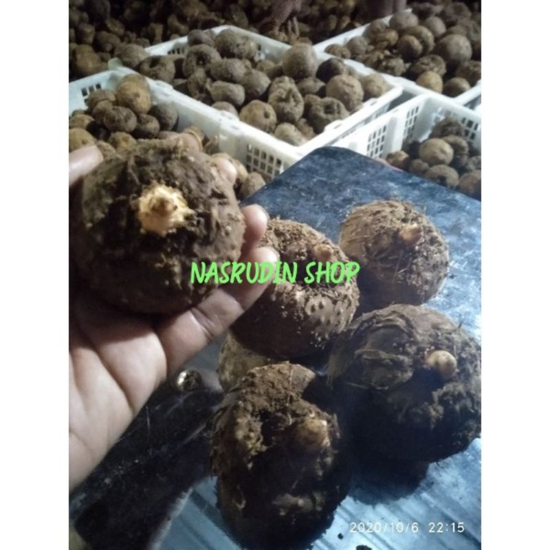 BIBIT UMBI PORANG ASLI KARANTINA 1KG ISI 5-10 (DI JUAL PERBIJI) SIAP TANAM BIBIT PORANG SUPER