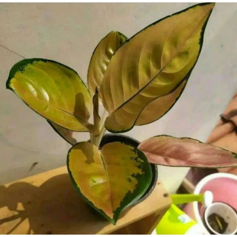 bibit anakan aglonema (SB) sultan brunei 1/2 daunan