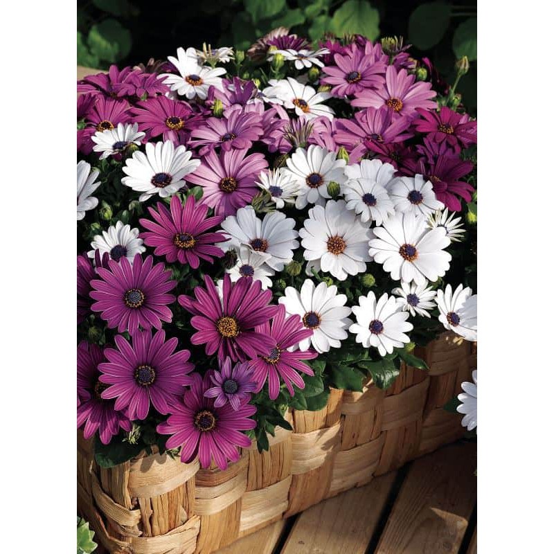 Benih Bibit Biji - Bunga South African Daisy / Aster Afrika (Osteospermum ecklonis) Flower Seeds - IMPORT