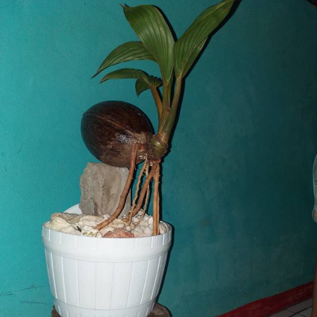 Bonsai kelapa batok nungging/batok minion