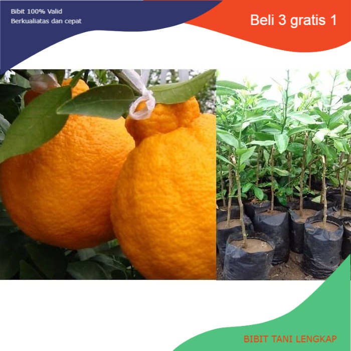Bibit Tanaman Buah Jeruk Dekopon-Bibit Jeruk Dekopon