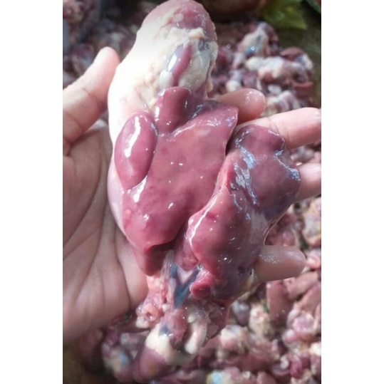 

ati ampela ayam
