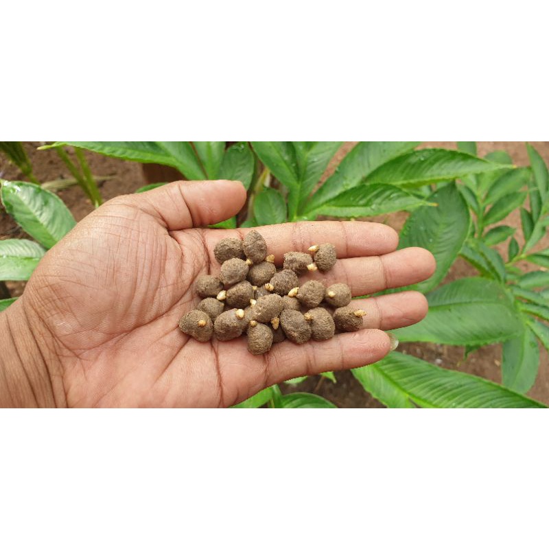 katak mini isi 1000an biji perkg bibit porang siap tanam bisa cod