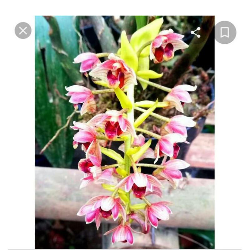 

Eria Flavensces