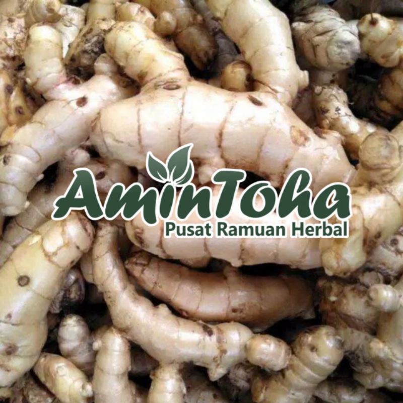 Jual Kunyit Putih Segar 500gram Temu Putihcurcuma Zedoaria Indonesiashopee Indonesia 3950