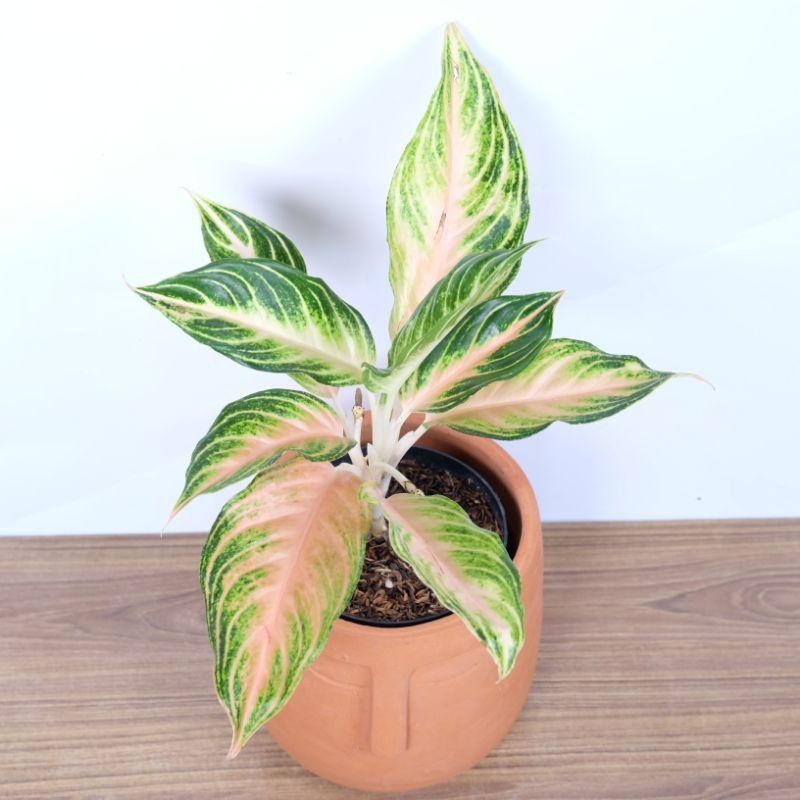 Tanaman hias anakan Aglonema pink sunset asli D1-3