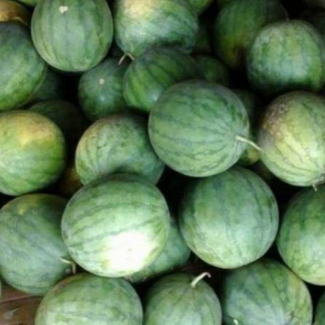 

buah semangka bulat pasar online makassar