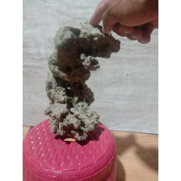 BATU KARANG BONSAI ISTIMEWA