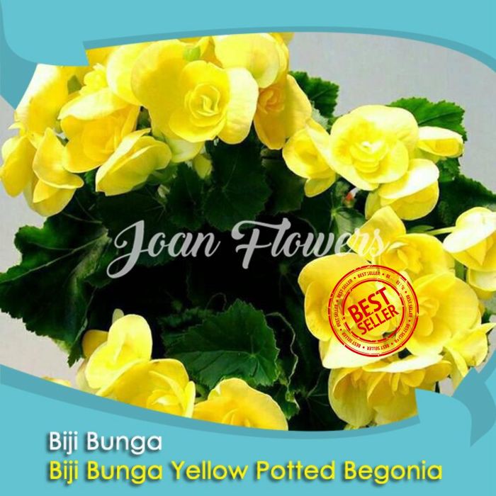 Bibit Tanaman Bunga Yellow Potted Begonia Benih Bibit Tanaman Hias Untuk Dekorasi Rumah