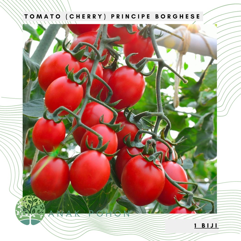 Benih Bibit Biji - Tomato (Plum) Principe Borghese Tomat Seeds - IMPORT