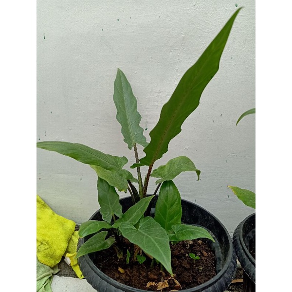 Alokasia Kris Papua
