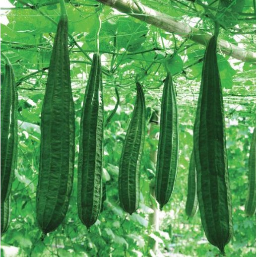 Benih sayuran Oyong Bibit sayuran Oyong