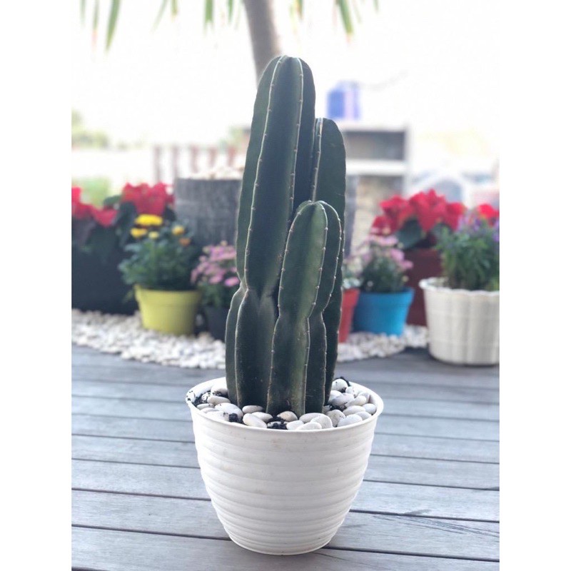 AZ Pot Tanaman Tawon / Pot Bunga / Pot Tawon /vas bunga bulat diameter 18cm / 21cm