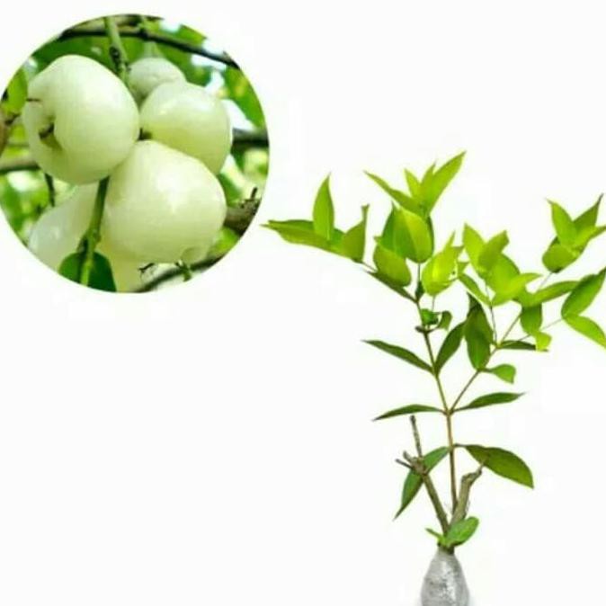 BIBIT BUAH BIBIT TANAMAN BUAH JAMBU AIR MADURA CAMPLONG *_@