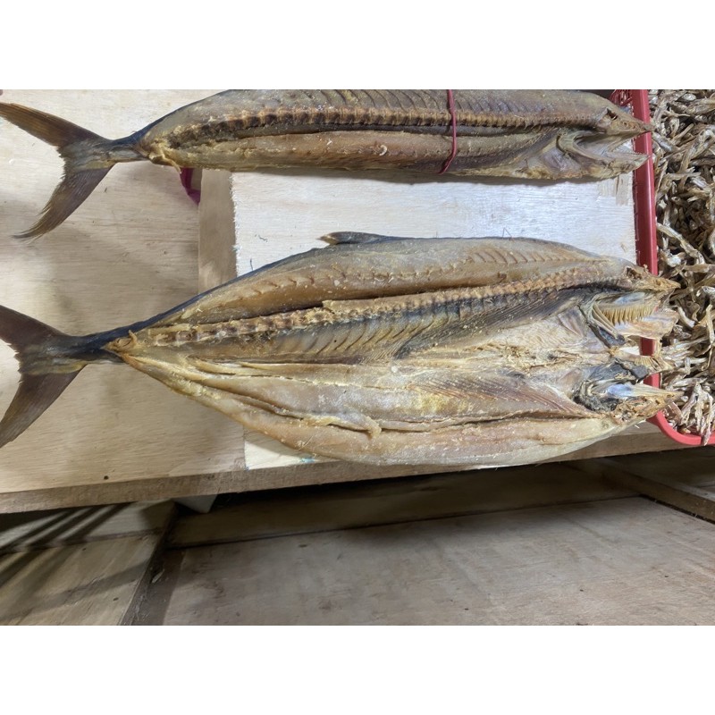 

Ikan Tenggiri