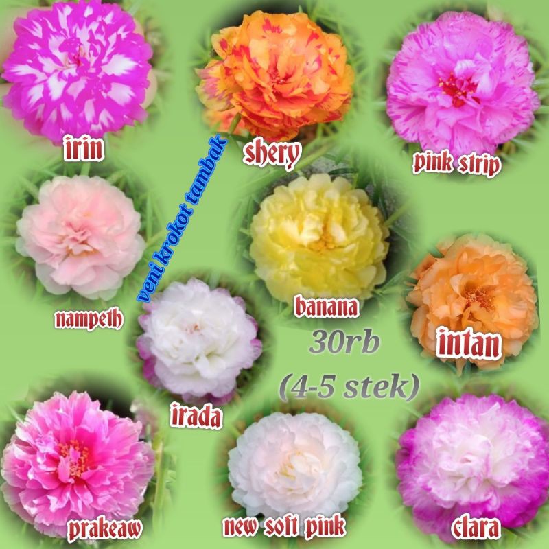 4_5 stek krokot import 10 warna