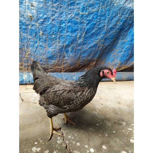 Ayam Kampung Betina Hidup