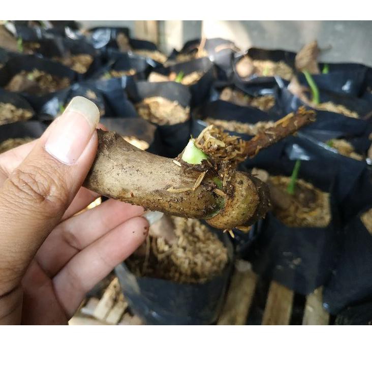 Gas 11 11 Tunas Monstera King Shopee Indonesia