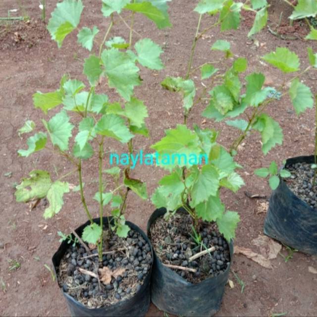 Tanaman Anggur Hijau-Pohon Anggur Hijau