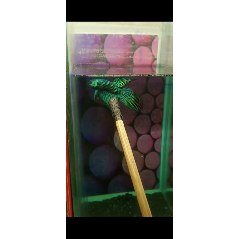 betta Alien green veil tail anakan