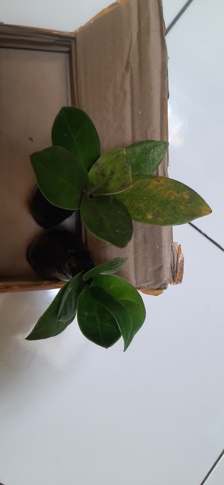 Bibit Anthorium Jemani Mangkuk Murah