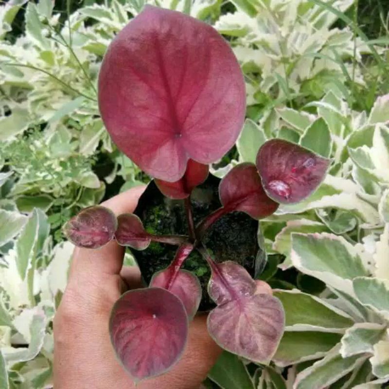 promo bonggol umbi Caladium Merah Daun Ganda ~ New Hybrid Thai Series ~ Limited Edition