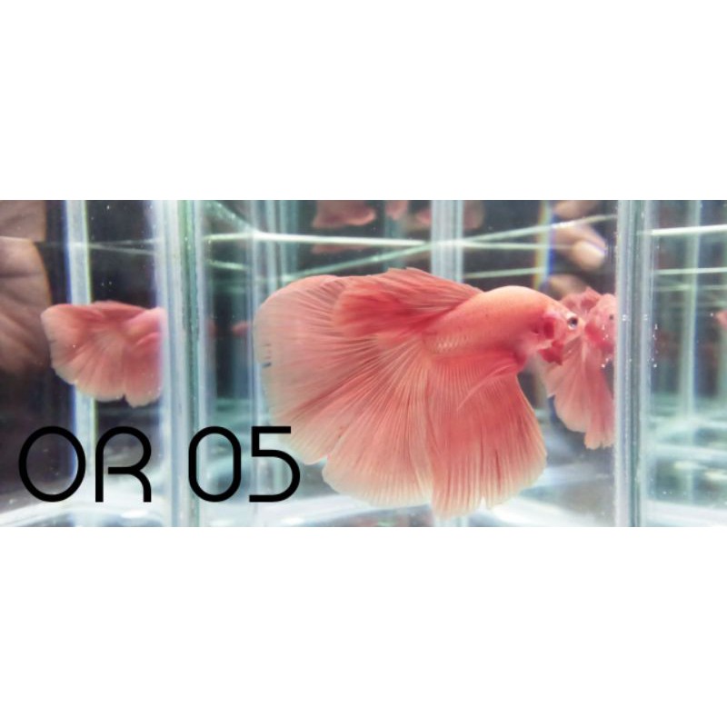 Cupang Hias HM Solid HM Orange Soft Halfmoon Orange Soft HM Pink Male Real Pict Real Video Size L