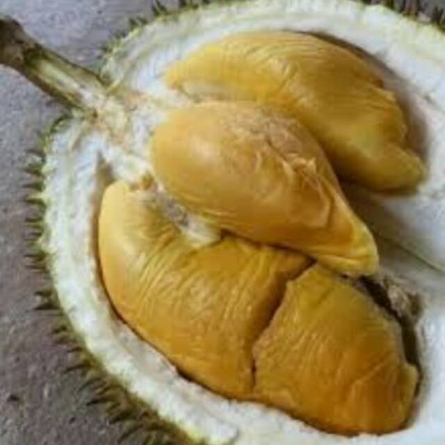 Bibit Unggul Buah Durian Lokal Unggulan Petruk Jepara Rasa Buah Manis Legit Okulasi Genjah Cepat Ber