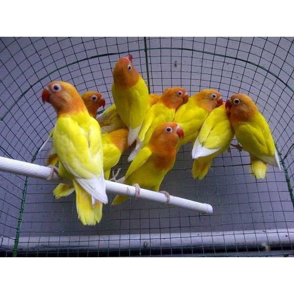 Burung Lovebird Love Bird Lutino Mata Merah Betina Jantan Bunyi