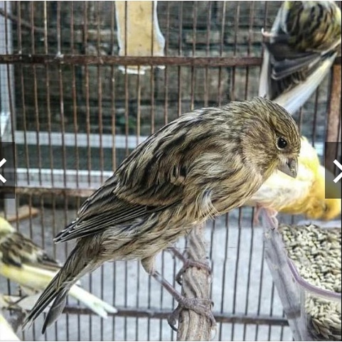 BURUNG KENARI AF SUPER AFS RASA F1YS BETINA U/ TERNAK PRODUKSI