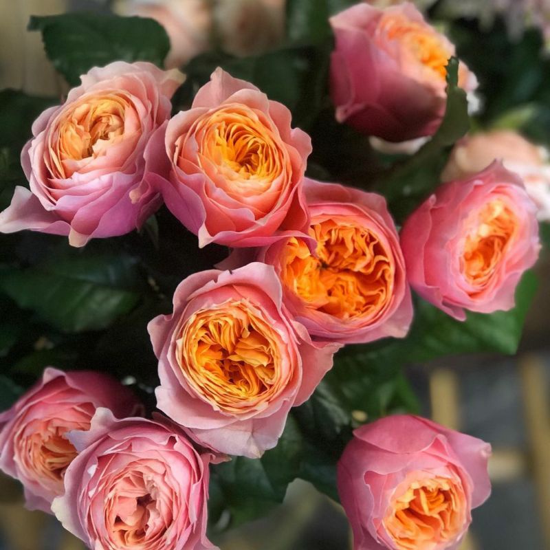 MAWAR IMPORT VUVUZELA SIZE DEWASA BUNGA MAWAR RUMPUN