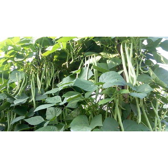 BENIH BUNCIS BIBIT SAYURAN UNGGUL