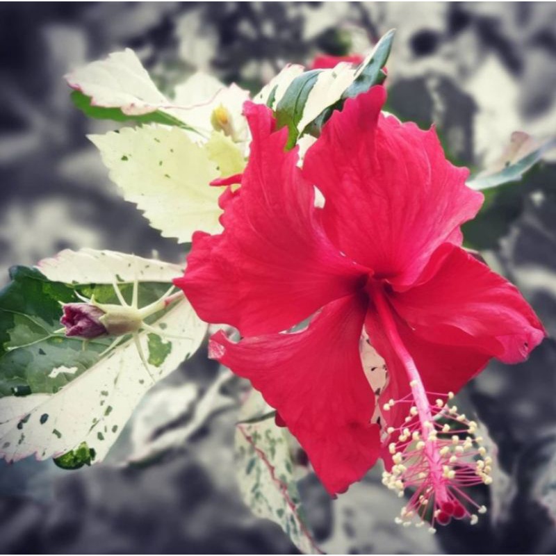 tanaman bunga sepatu variegata/bibit bunga sepatu variegata/tanaman hias bunga sepatu