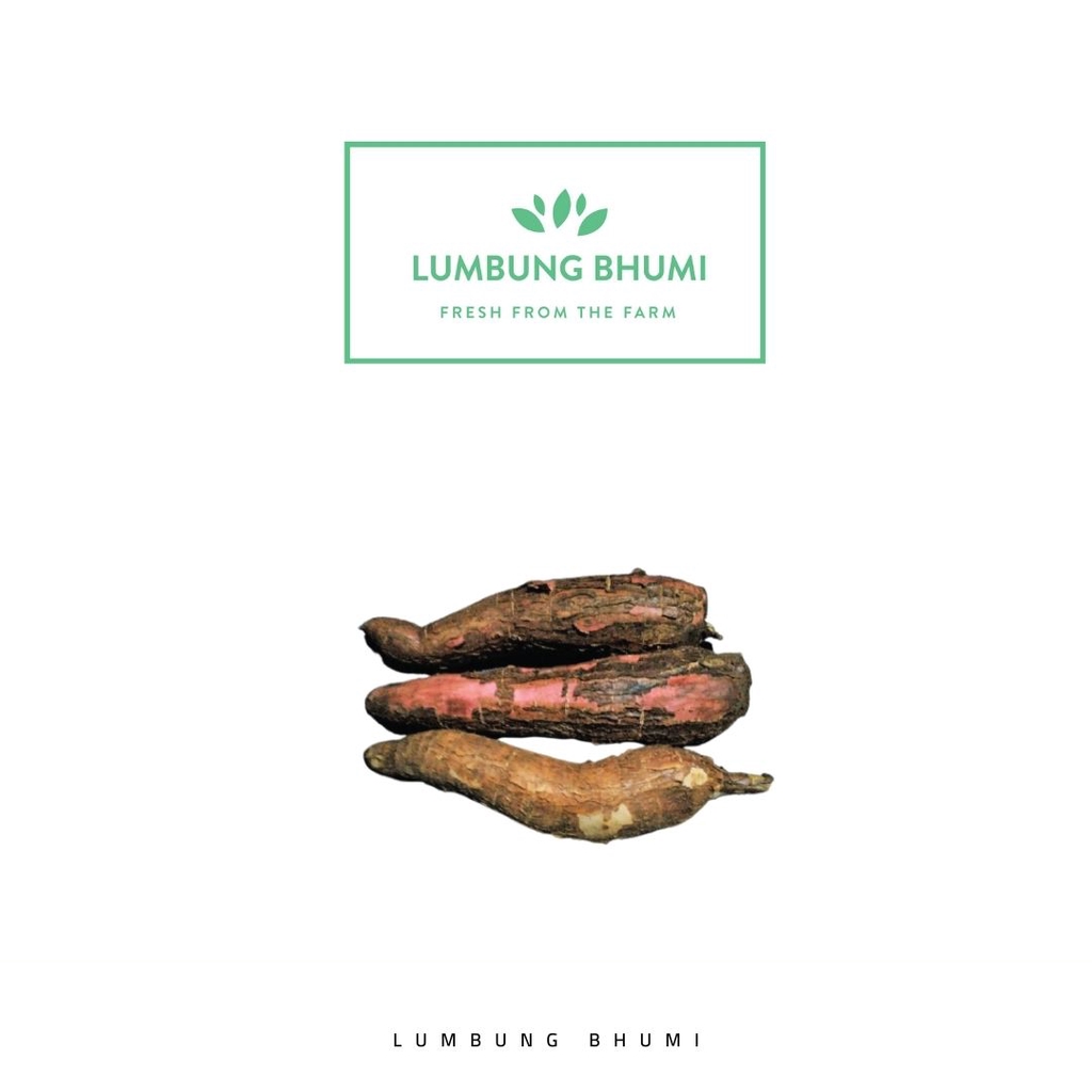 

Lumbung Bhumi - Singkong 500 Gr ( Sayur Curah )