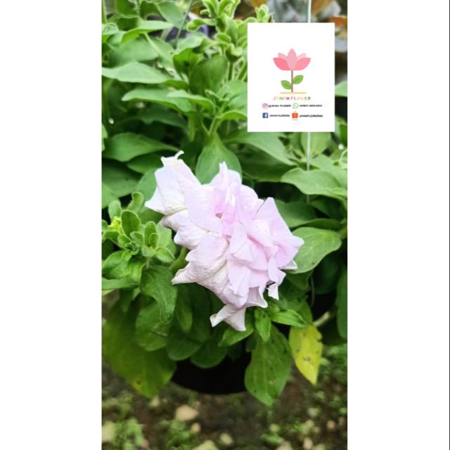 Bunga PETUNIA DOUBLE (putih)