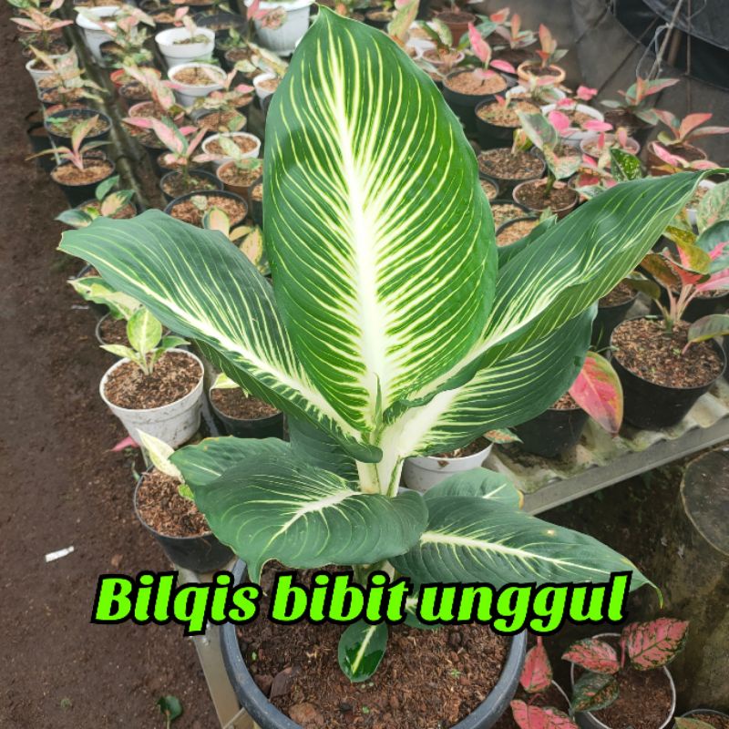 Bunga aglonema given gurita diven gurita asli