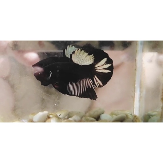 IKAN CUPANG AVATAR COOPER BLACK STAR GALAXY