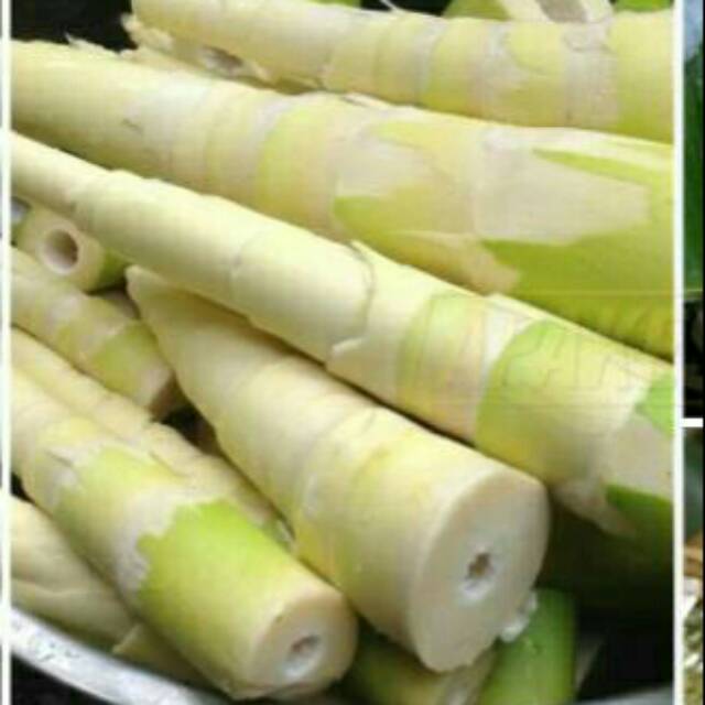 

Rebung bambu sayur segar