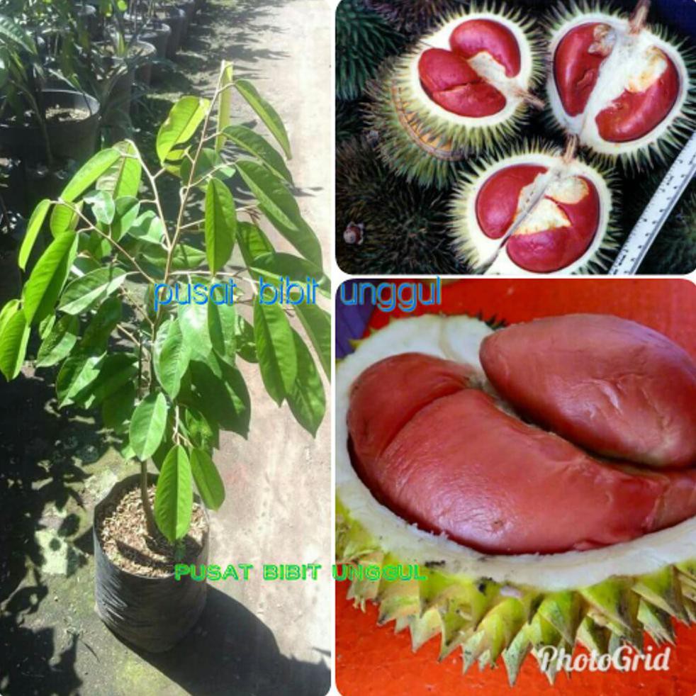 @* Bibit Durian Merah Asli Okulasi $_$