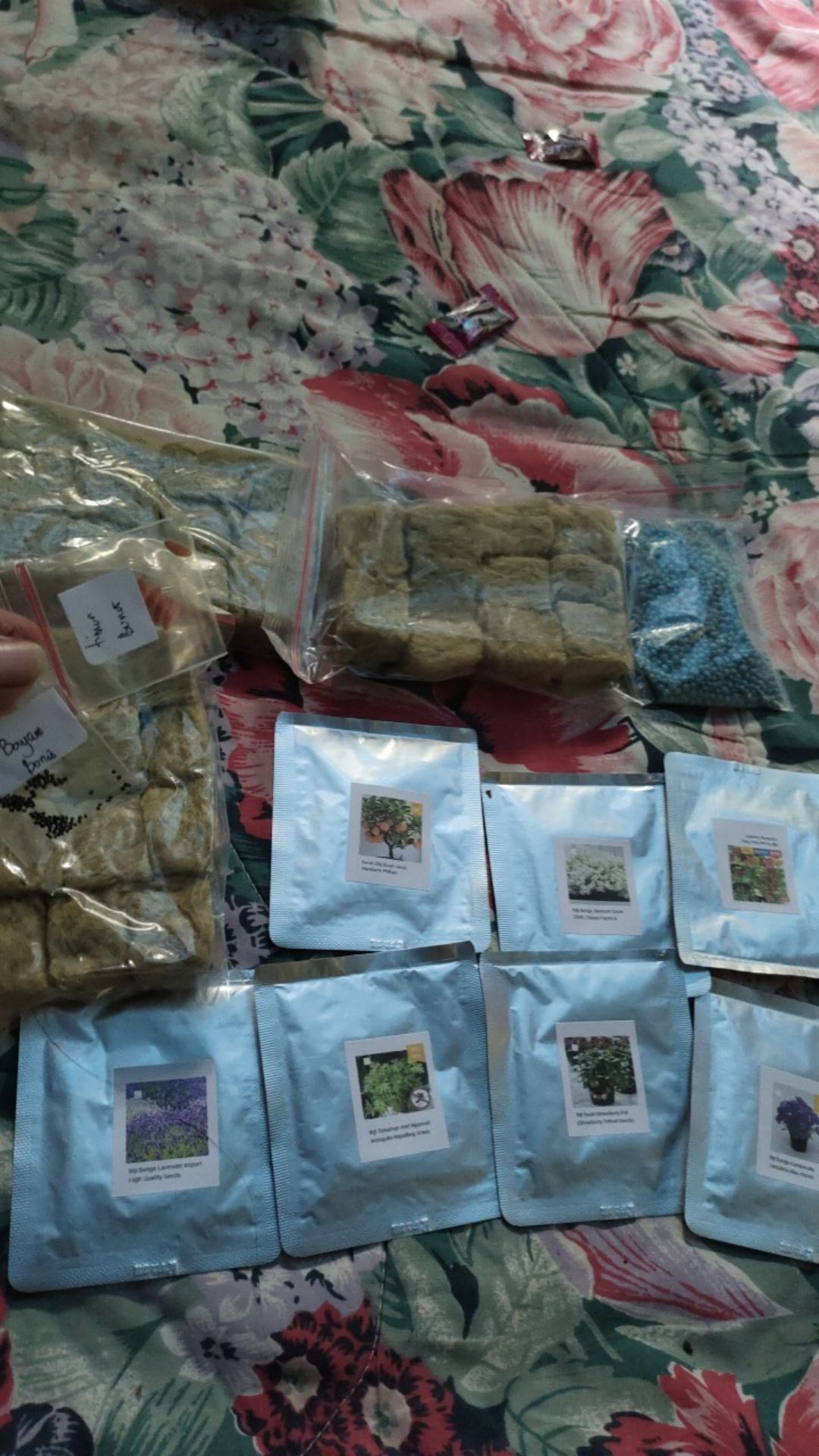 Biji Bunga Lavender Import High Quality Seeds