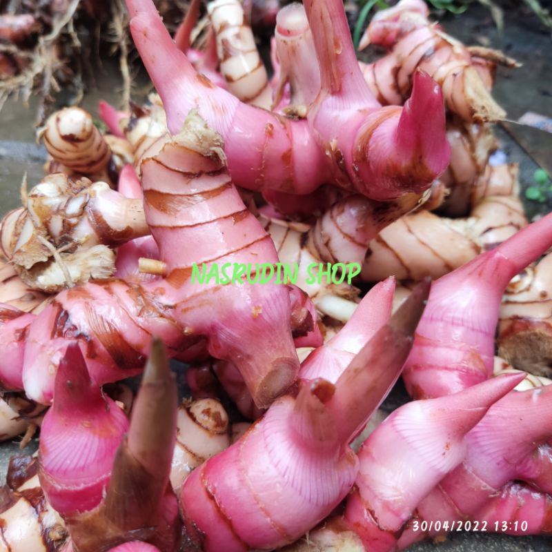 

LENGKUAS SEGAR 1KG LANGSUNG DARI KEBON / UMBI LENGKUAS MERAH / UMBI LAOS / LENGKUAS SAYUR