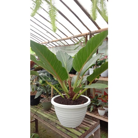 Philodendron melodii