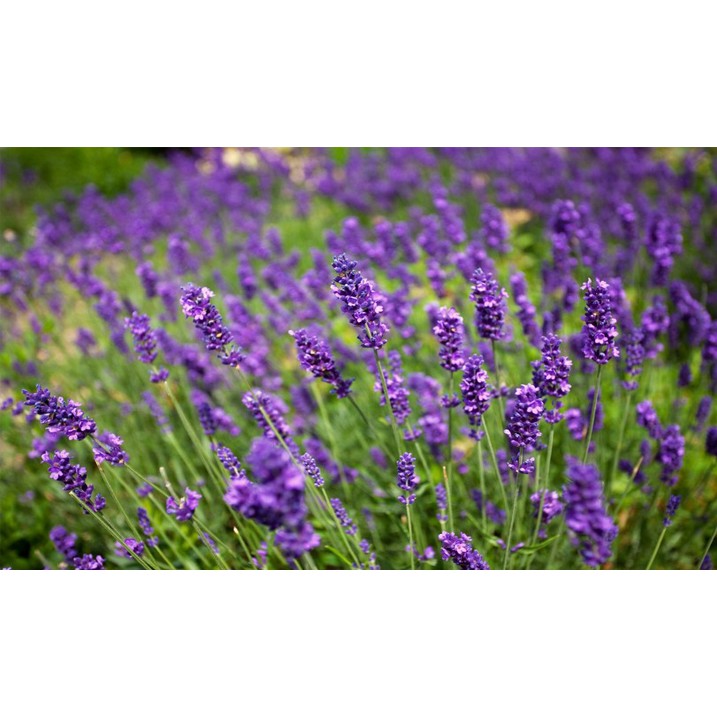 Jual Biji Bunga Vera Lavender Lavandula Angustifolia Bibit Tanaman