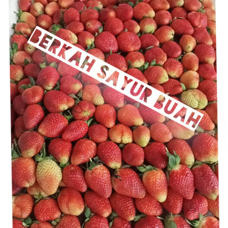 

buah strawberry fresh 1kg