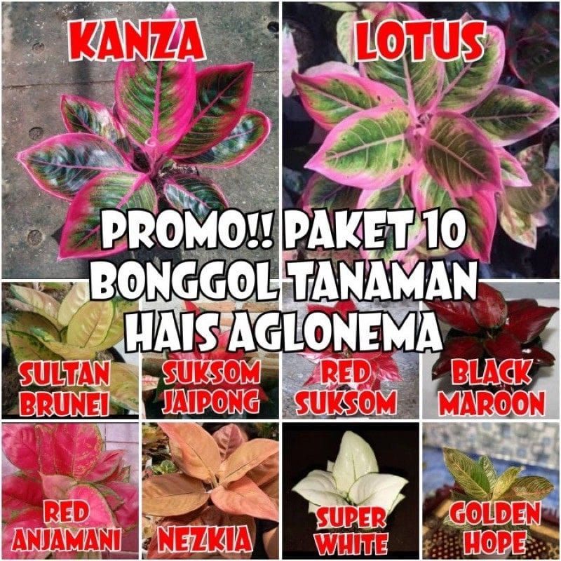 promo 10 bonggol aglonema / paket hemat aglonema