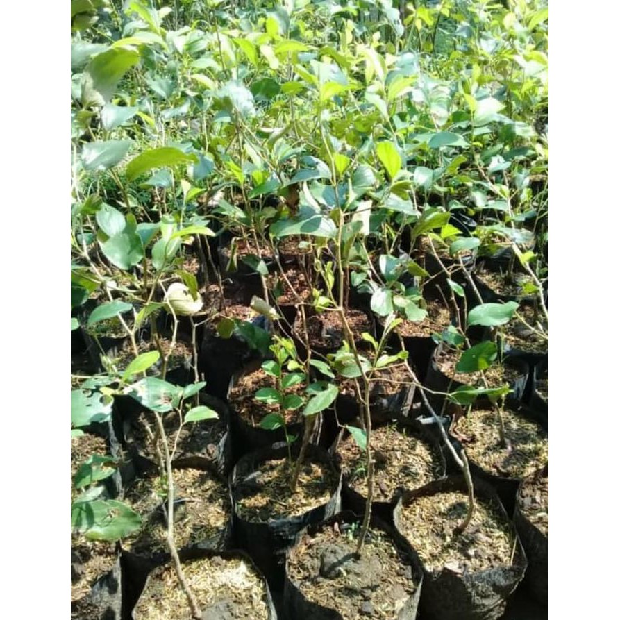 Sedia Bibit Buah Apel Bekul Putsa Bibit / Biji / Benih Xeo