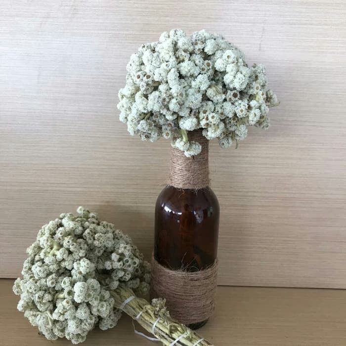 EDELWEISS EDELWEIS BUNGA EDELWIS EDELWEISS BUNGA EDELWEISS EDELWEIS BUNGA EDELWIS EDELWEISS BUNGA