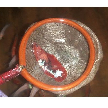 CupangBetinaSiapKawin