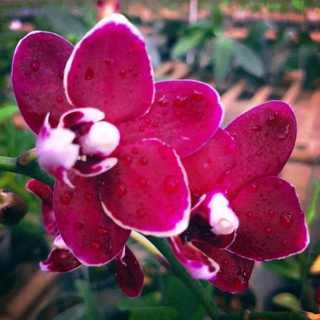 Anggrek bulan black jack- tanaman hias anggrek bulan remaja