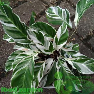 Baru Tanaman  Hias Indoor Calathea  Tisu White Fusion Ori 